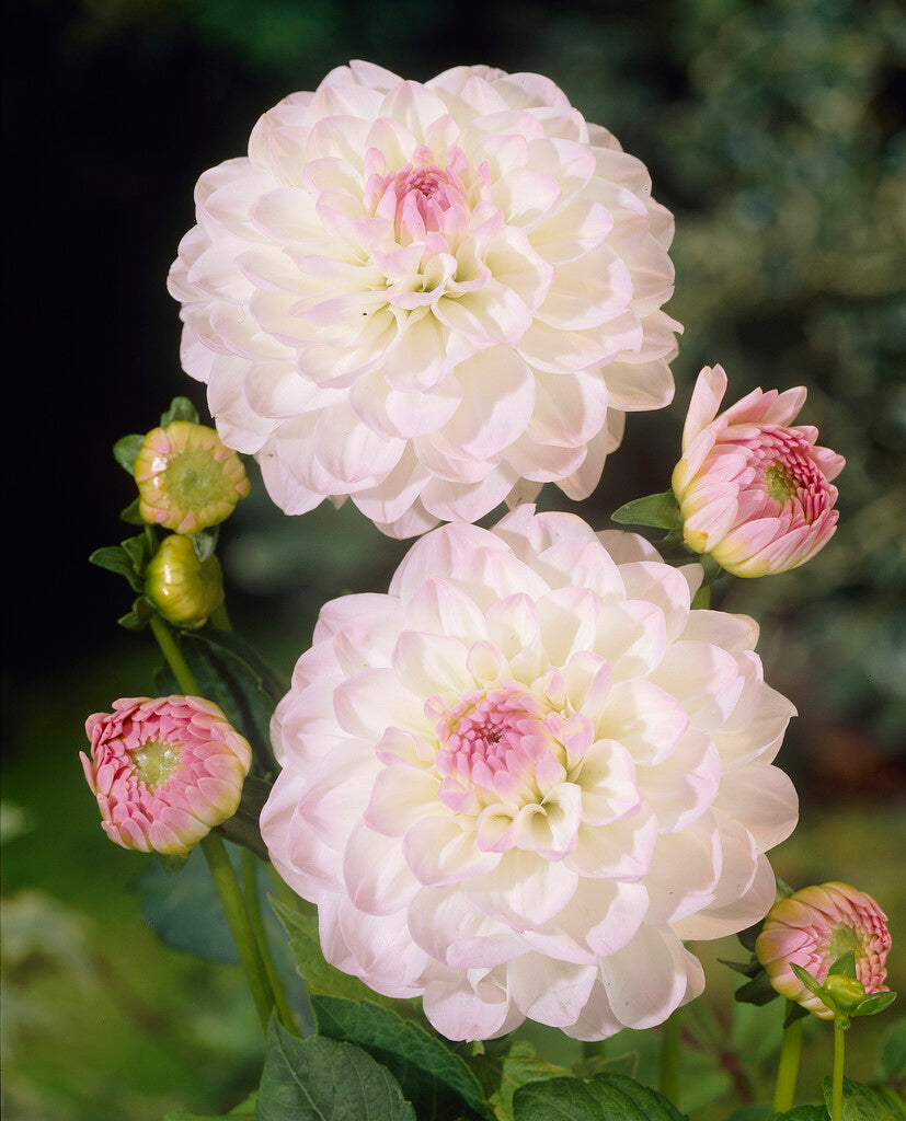 Dahlia Boll Eveline 1-pack